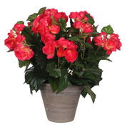 Planta Artificial - Begonia Rosa - MICA